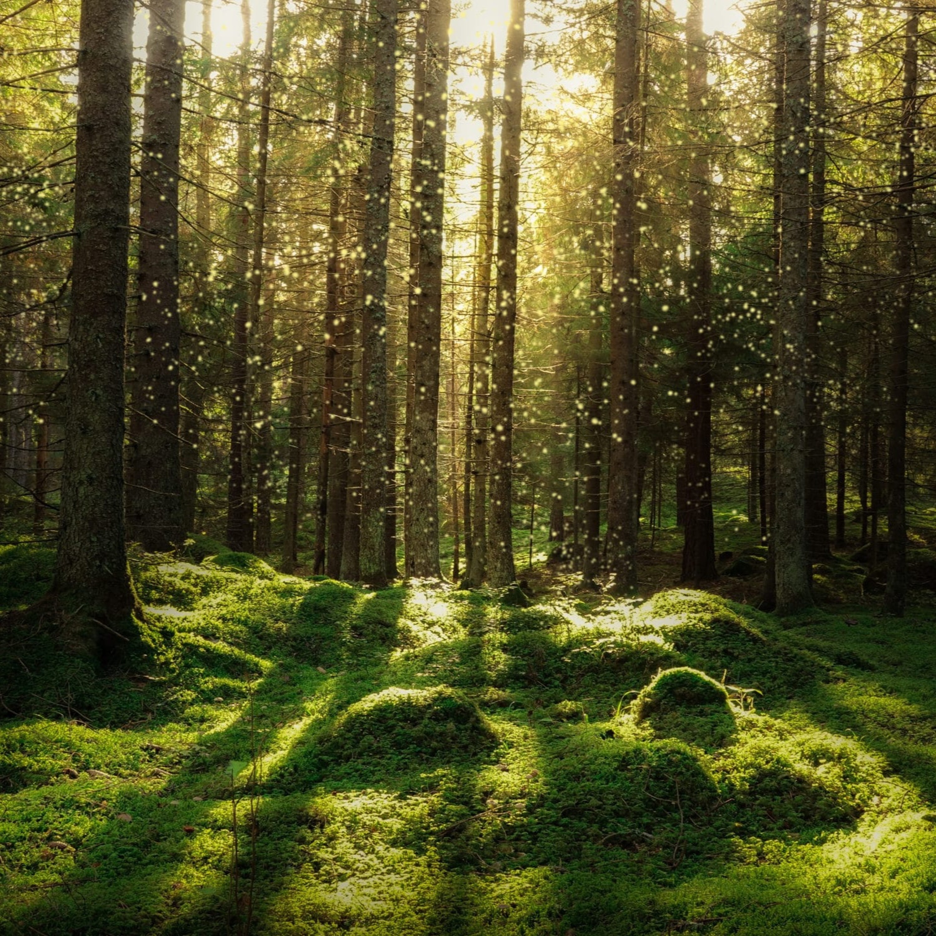 SKOG` EN episode artwork