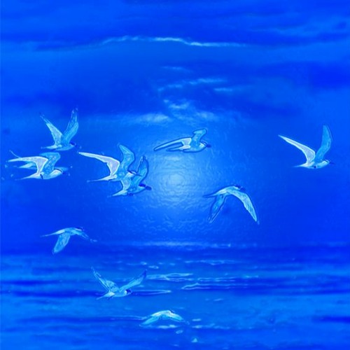 Birds In Flight