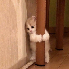 sway - michael bublé [ sped up/nightcore + pitched ]