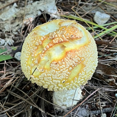 Solit Beats Explorations 25: Signs of Loneliness