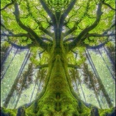 Forest.🌳(145-160bpm)