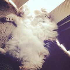 Sweet Sleep