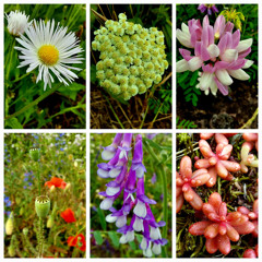 Railroad Embankment Flowers