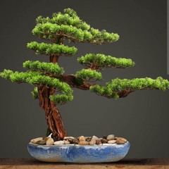 The Dutch Bonzai (Mashup)