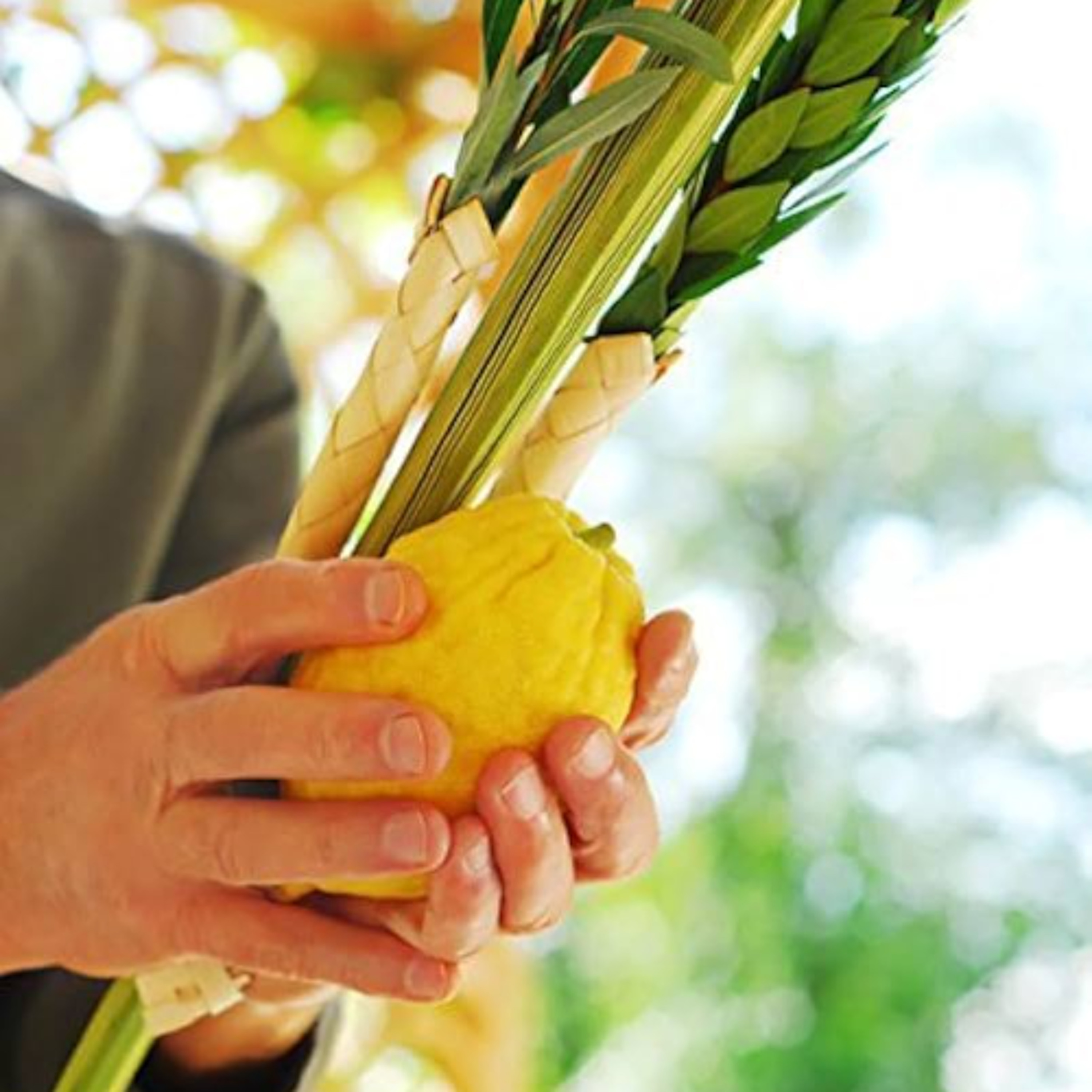 Arbaat Ha-Minim - How to Hold Them