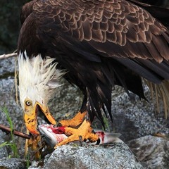 Eagle