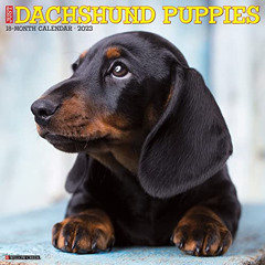 ACCESS EPUB 💛 Just Dachshund Puppies 2023 Wall Calendar by  Willow Creek Press [EBOO