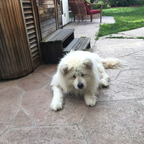 Stream Can't Help Falling in LoveLive acoustic cover by The Cabbys