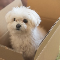 ダンボール箱の中の犬  -Dog in Cardboard Box-