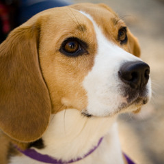 What's Right: NIH ends Painful Dog Experiments