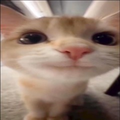 Out Getting Ribs (Slowed 0.75x / -1 Pitch)