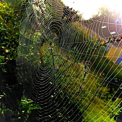 Spiderwebs (cover)