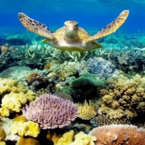 More than just money - What’s the Great Barrier Reef worth?