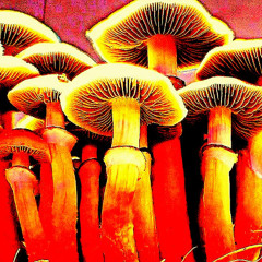 Der stärkste Magic Mushroom (175Bpm)