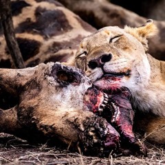 Moon Rocks x prod. Klimonglue