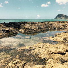 Best Man Dies Snorkeling In Hawaii Prices Reviews