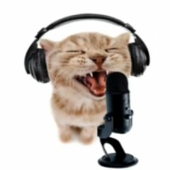 cat rapping