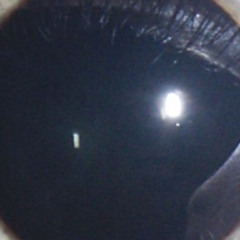 Curtis Yarvin, 1v1 Cage Match You Nerd Bitch (NRx? Guillotine.)