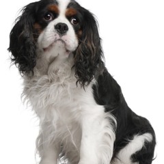 Episode 10: Cavalier King Charles Spaniels