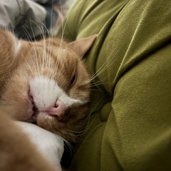 wielka orkiestra swiatecznej pomocy