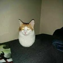 Territorial Catnip
