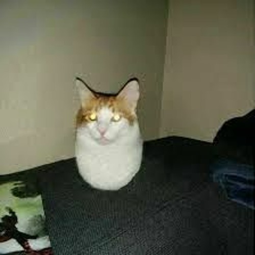 Territorial Catnip