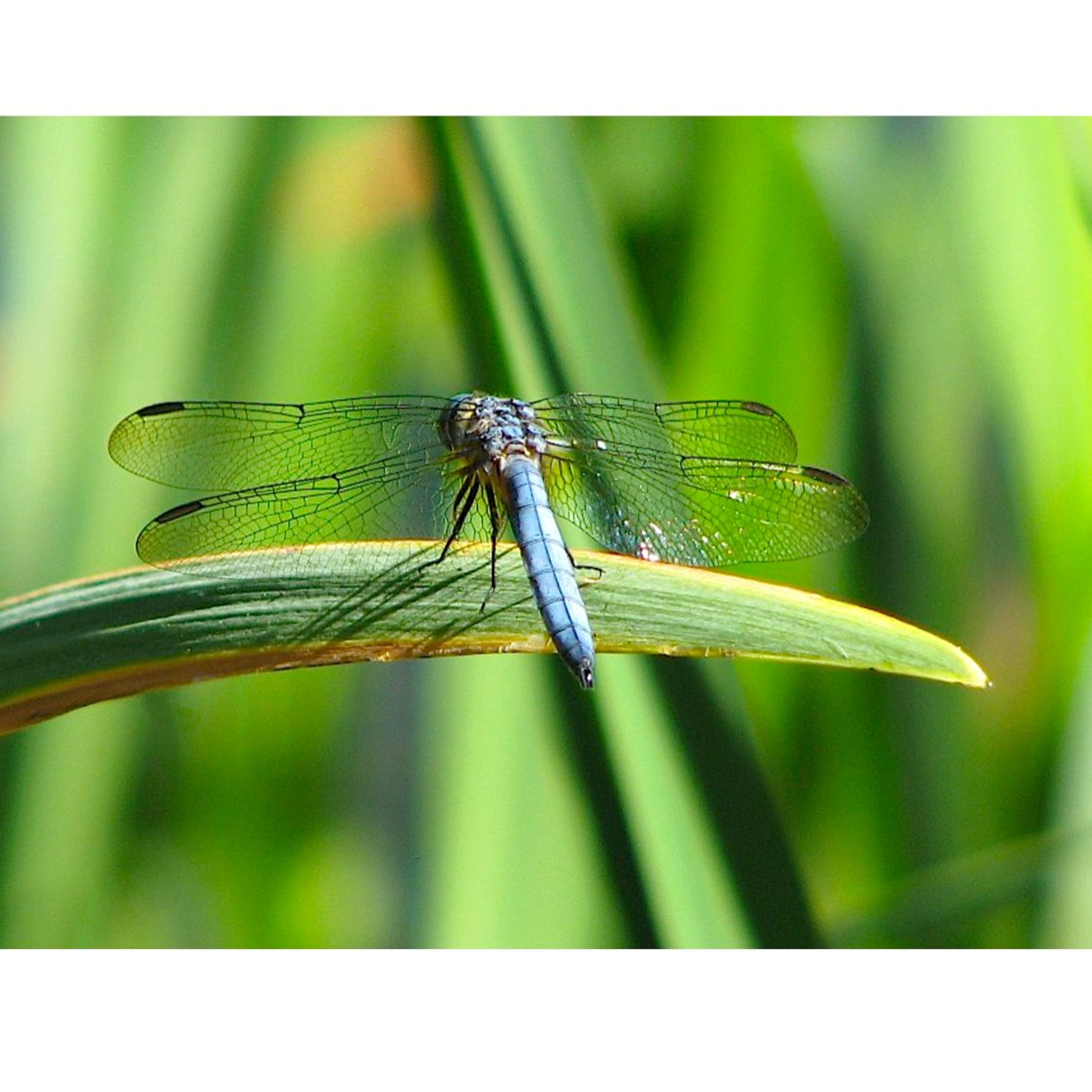 The Most Exciting Conservation Story On Cortes Island
