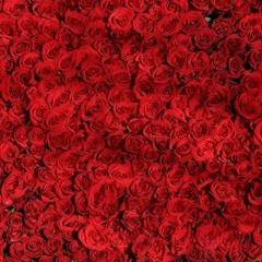 'New Roses' Xian３＝Synline