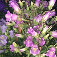 Loop? remix (Balming Tiger cover)