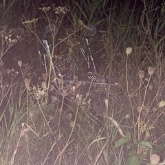 u left ur bliss at my house