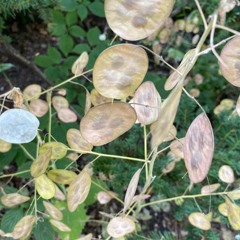 A Roman's Tic (Fall 2023) [Explicit]