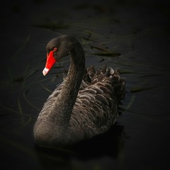 Black Swan feat. PARTY KIDWELL, 中国産（Prod. 中国産）