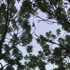 De Paname À Ipanema