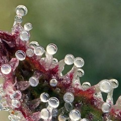 BounceTranceSession (Raw Mix) 01