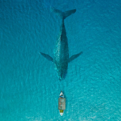 Baleen