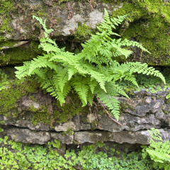 Bad Seed Symphony - MWN