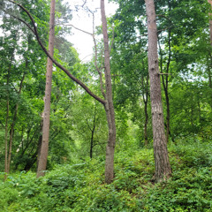 I Can Swing My Sword (Diamond Sword)