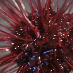 speculative 2