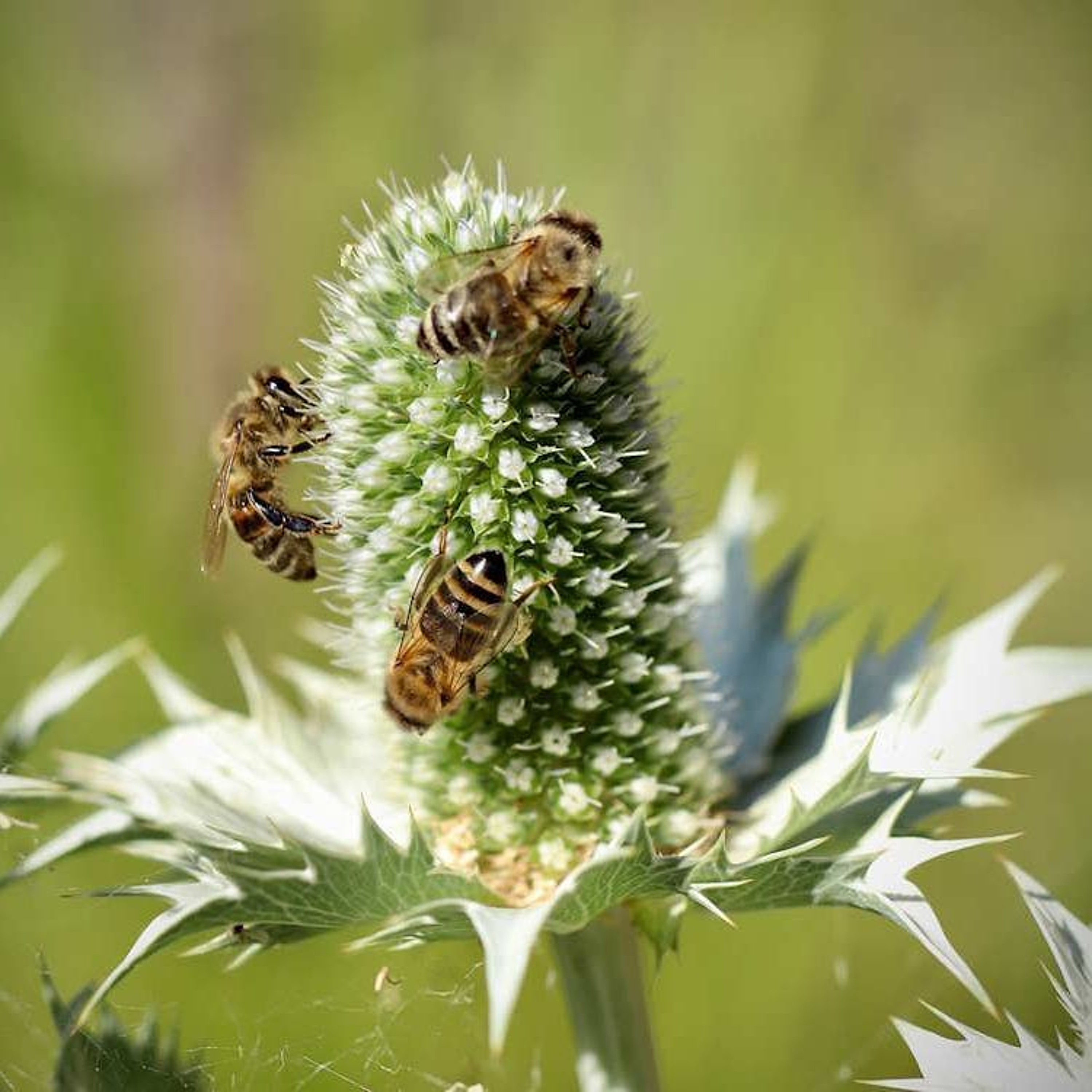 World Radio Gardening