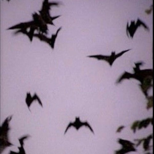 Vampir Playboiiii