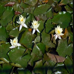 radix nuphar
