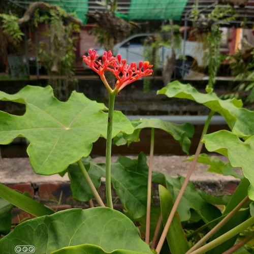 Một người rời khỏi thành phố | Chicolus