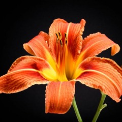 Lys