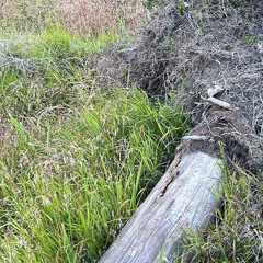 Red Ant + Black Ant Nests. recorded using Leaf Audio Contact mic + field amp