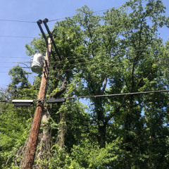 woods (beauty in imperfection)