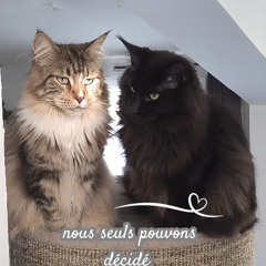 Nous seuls pouvons décidé