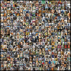 Dog City (a Doggie Boogie)