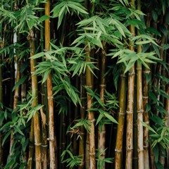 Bamboe