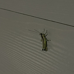 an imaginary conversation with an imaginary friend