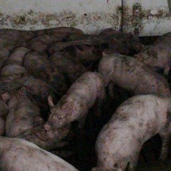 Pig's Greed (CLIP)
